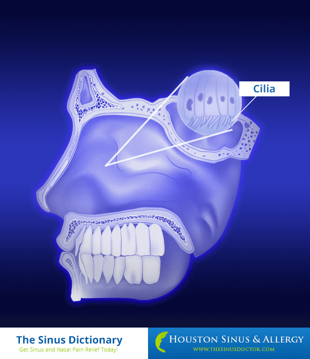 Cilia - Know Your Nose