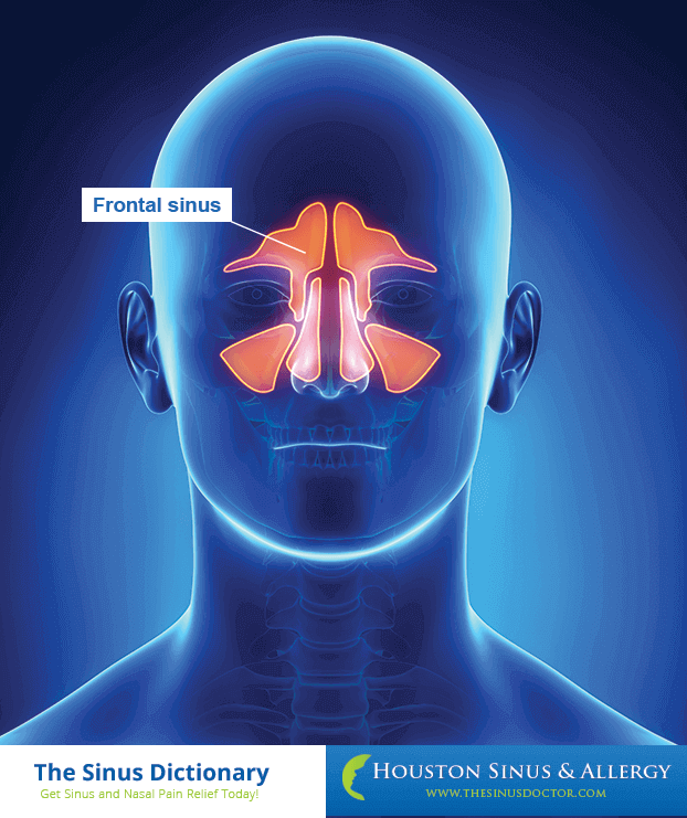 Frontal Sinus